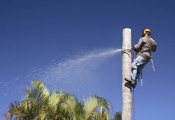 How Our Tree Care Process Works  in  Danbury, CT