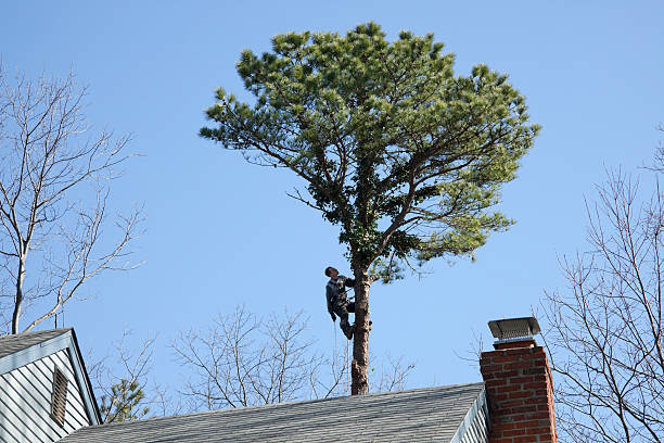 Best Tree Preservation Services  in Danbury, CT